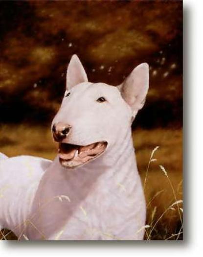 English Bull Terrier3 - NET grafica caini
