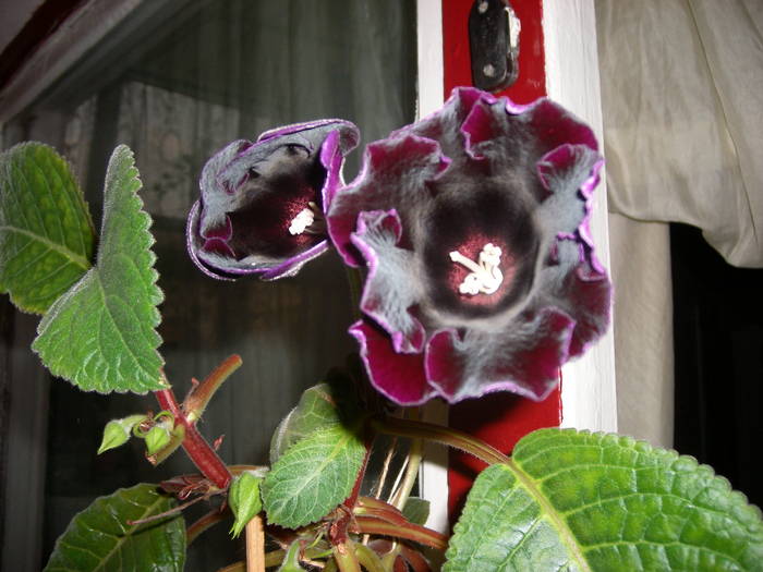 Gloxinia neagra
