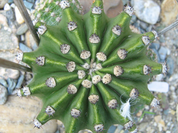 IMG_1381 - Cactusi la mosie 1 octombrie 2009