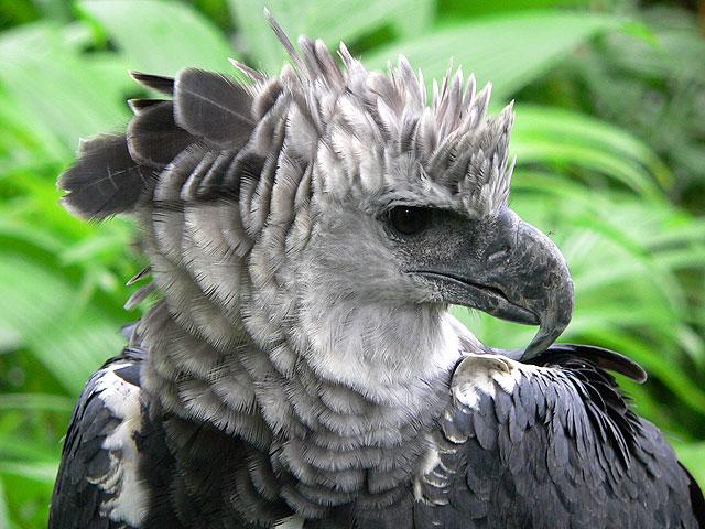 panama-harpie-eagle-02 - animale fantastice