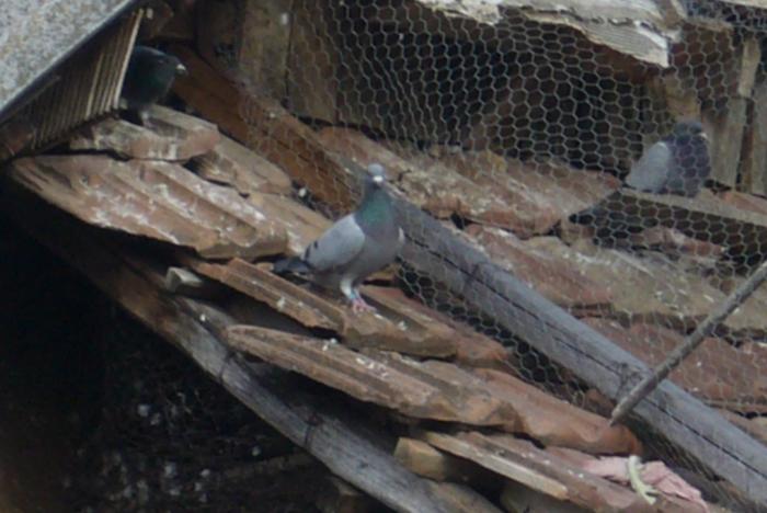 Picture 192; inca mai au curajul sa stea pe afara !
