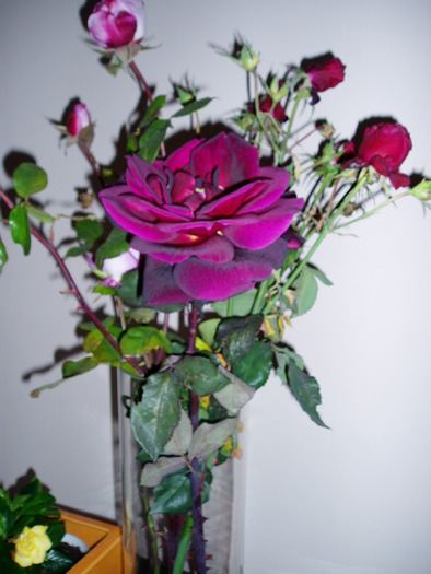 PC010440 - Florile mele 2009