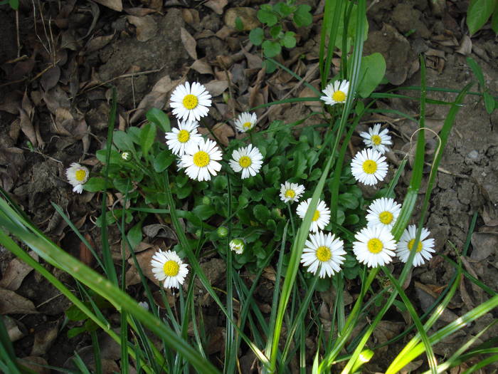 Banuti_Paralute (2009, April 18) - BELLIS Perennis