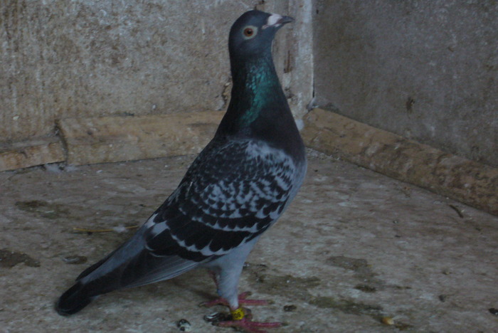 F 2006 - poze cu porumbei mai vechi