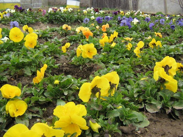 1 aprilie 027 - flori de gradina 2009