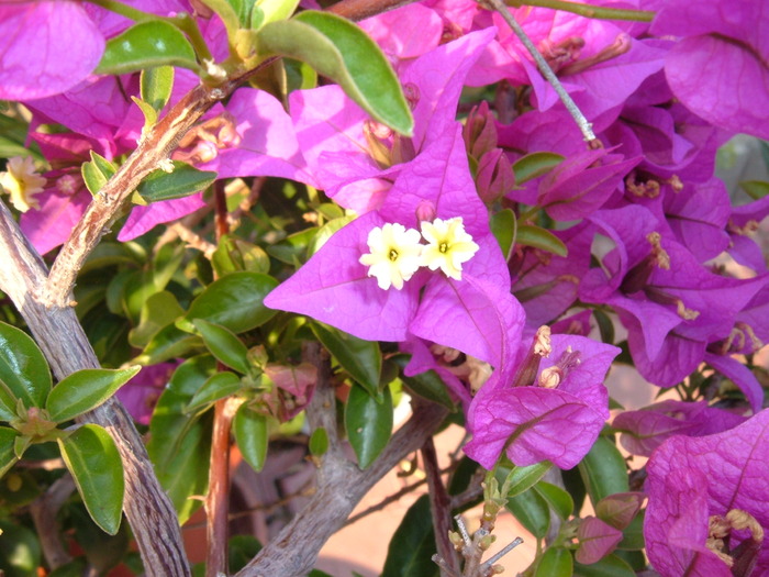 bouga movulie-detaliu - bougainvillea