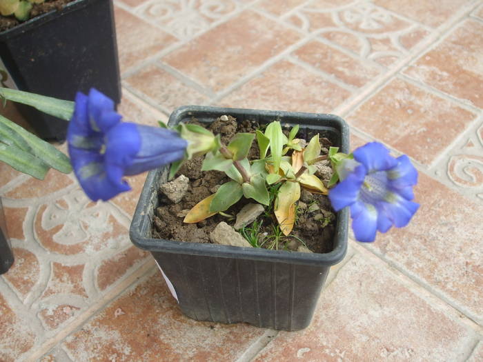 gentiana de munte