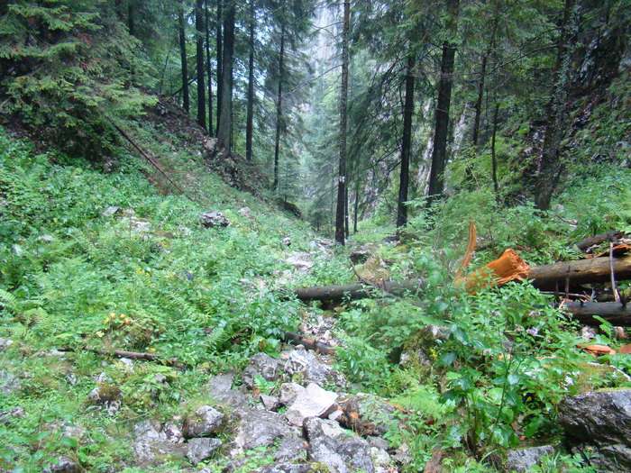 DSC04050 - Piatra Craiului August 2009 Valea Crapaturii