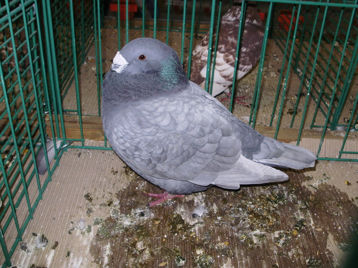 6212 show racer 0 - 1507 partea 1b