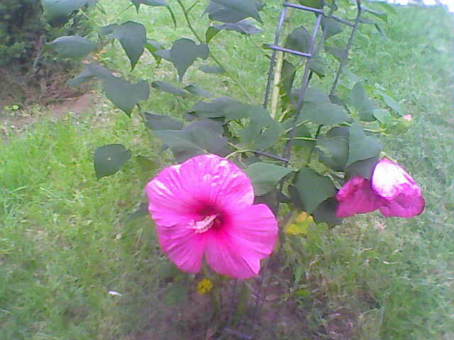 Picture 010 - hibiscus moscheutos