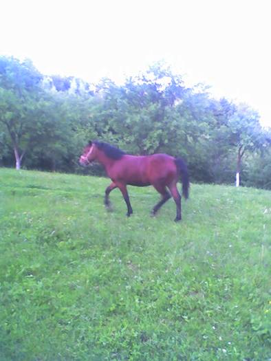 Puiul in galopare - Ferma si gradina