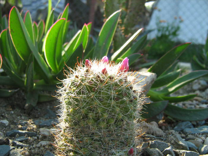 IMG_8194 - Cactusi la mosie 17 iunie 2009