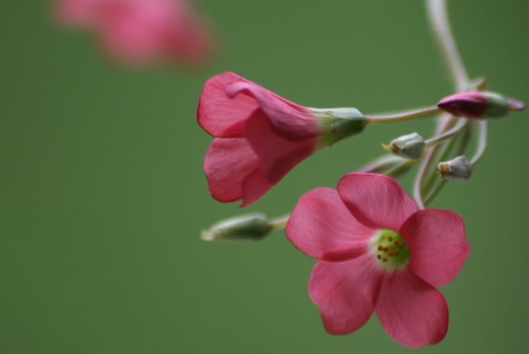 oxalis  - plante 2008