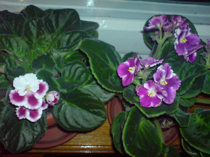 - Plantele mele 2009-2010