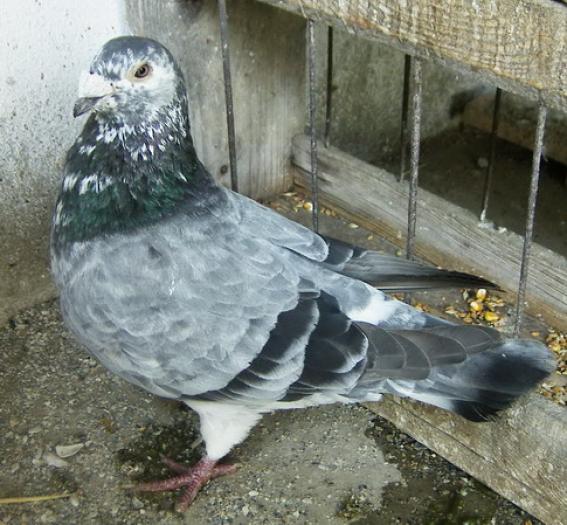 grizzle classic(sur)(Standard homer2)