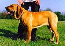 Fila Brasileiro - NET CAINI -rase