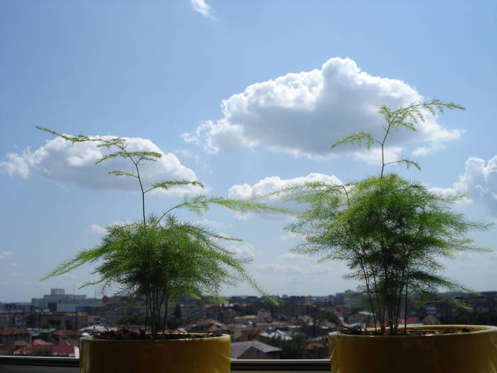 ASPARAGUS - FLORILE MELE