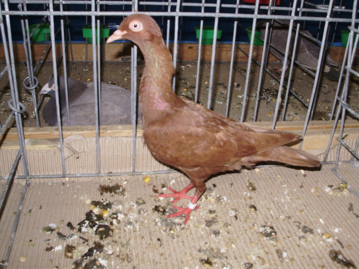 10458 tremurator stargard 0 - 1507 partea 6a