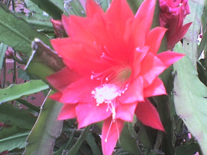 schlumbergera gaertneri