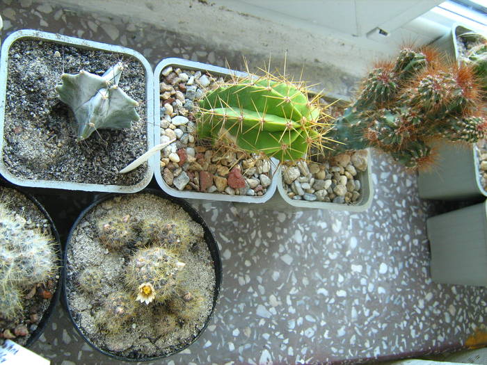 IMG_4487 - Cactusi 1 martie 2009