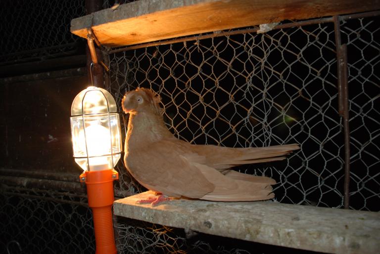 DSC_4222 - JUCATORI ARDELENI SI DE CALARASI