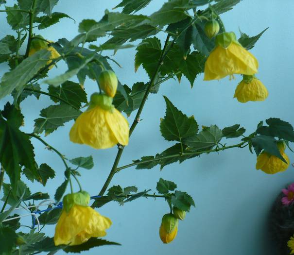 P1130684 - ABUTILONI