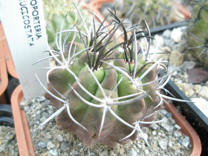 Neoporteria paucicostata