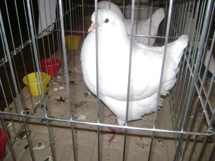 DSC08093