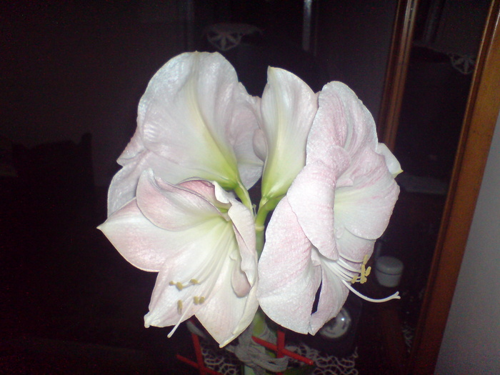 Amaryllis - Plantele mele 2009-2010