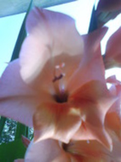 Gladiola; vara, 2009.
