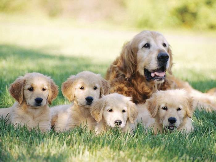 golden-retriever 1