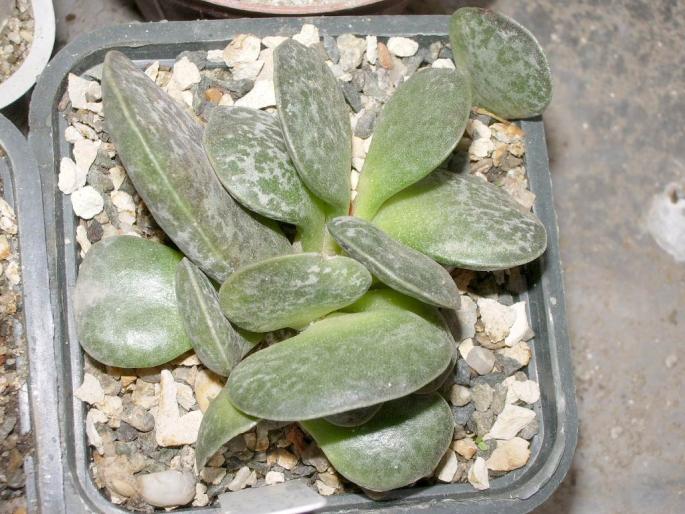 Adromischus - Suculente