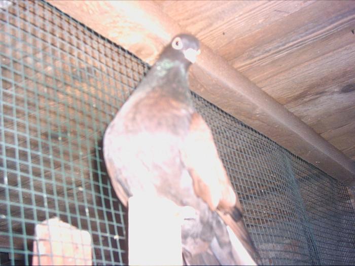 PICT1801 - Porumbei din crescatoria mea