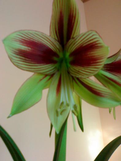 Hippeastrum papillio - Hippeastrum sezon 2008