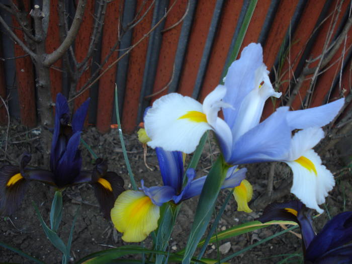 Iris Silvery Beauty (2009, May 24)