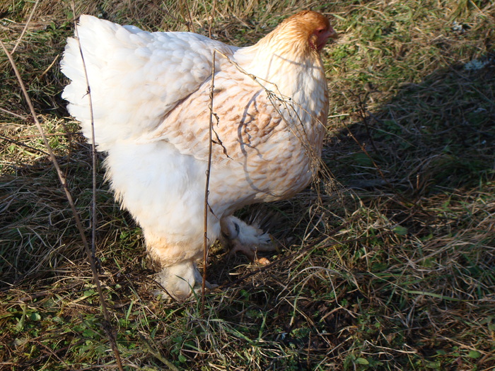 DSC01608 - gaini Brahma argintiu orange