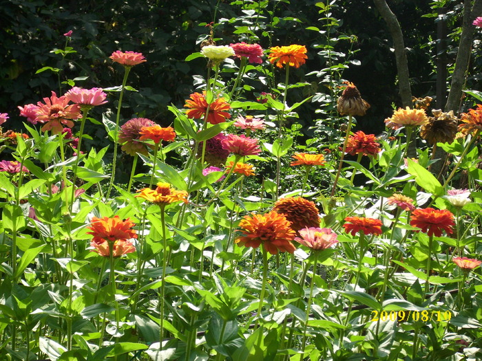 DSCI0945 - carciumarese-zinnia