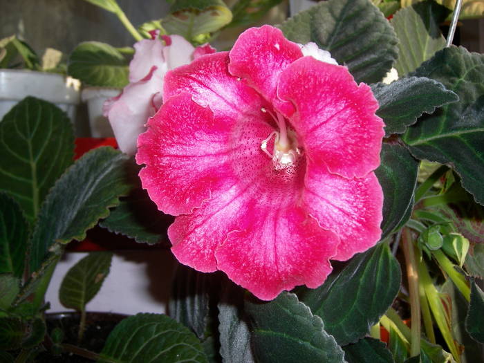 Gloxinie roz pintenata
