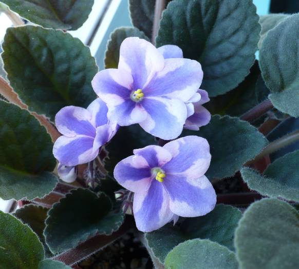 chimera roz cu mov - Saintpaulia - violete de camera