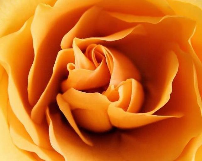 Trandafiri; Trandafiri
