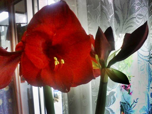 IMG_0271; Hipeastrum Benfica
