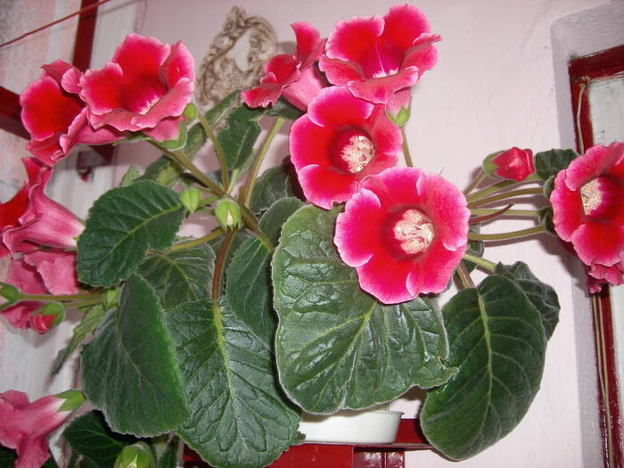 Gloxinie rosie simpla