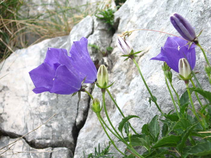  - PIATRA CRAIULUI