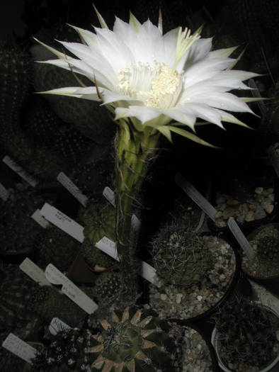 Turbinicarpus altoit pe Echinopsis 25.06 - Echinopsis