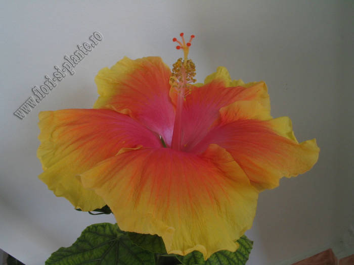 Hibiscus Summer Sun 2