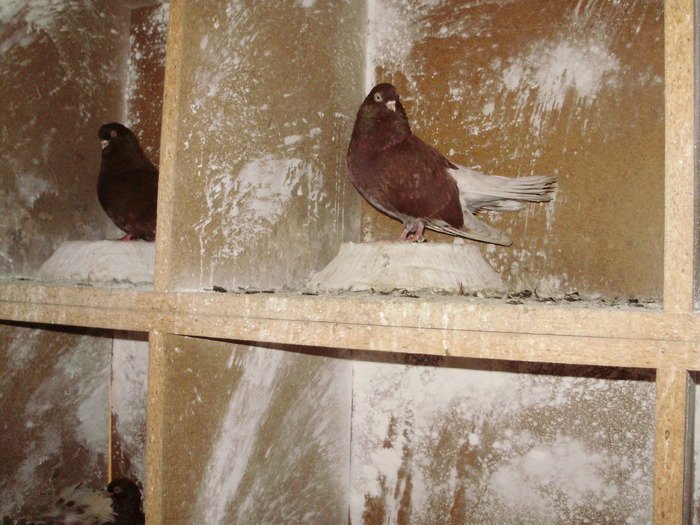 P9061366 - 1709 Marian Anghel