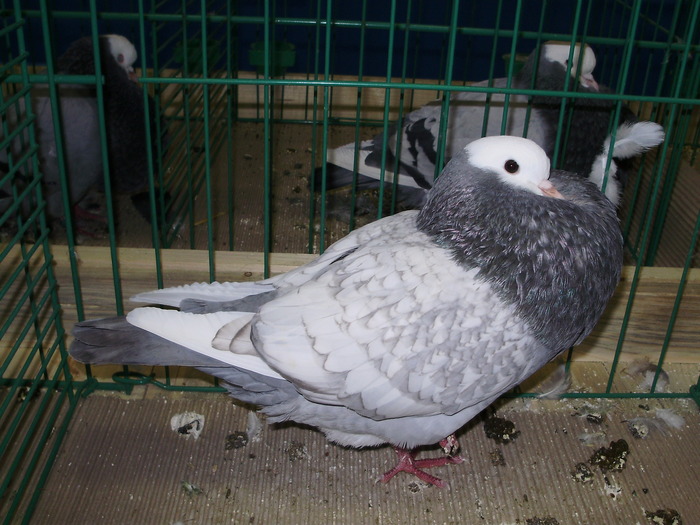 8977 s 0 - 1507 partea 3b