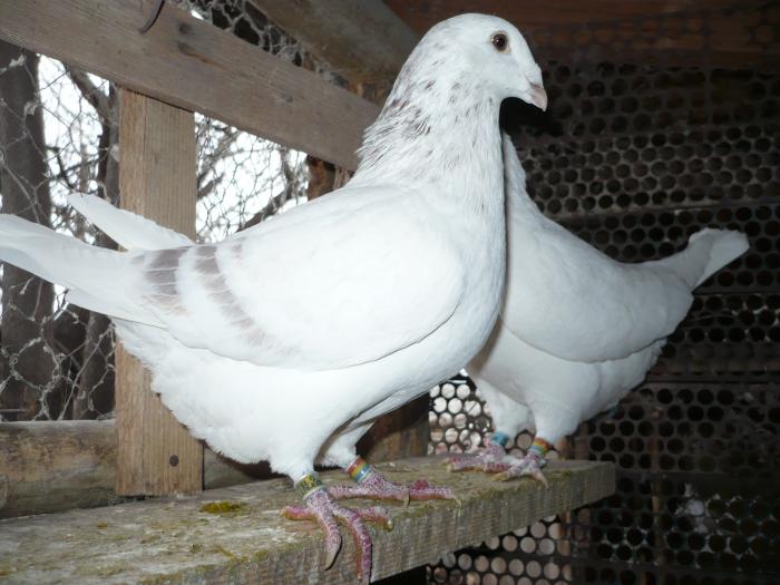 Picture 106 - costelg_ porumbei-standarde fosti si actuali