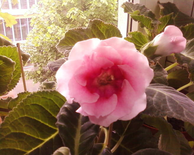 gloxinia roz batuta - flori 2009