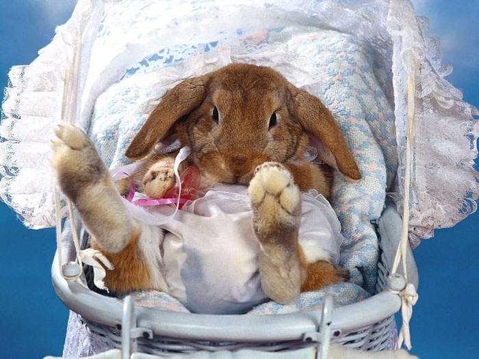 baby bunny - Iepuri